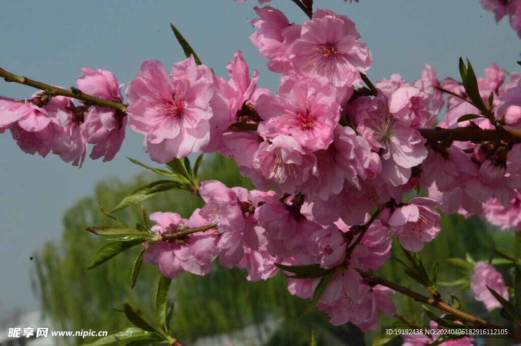 桃花 