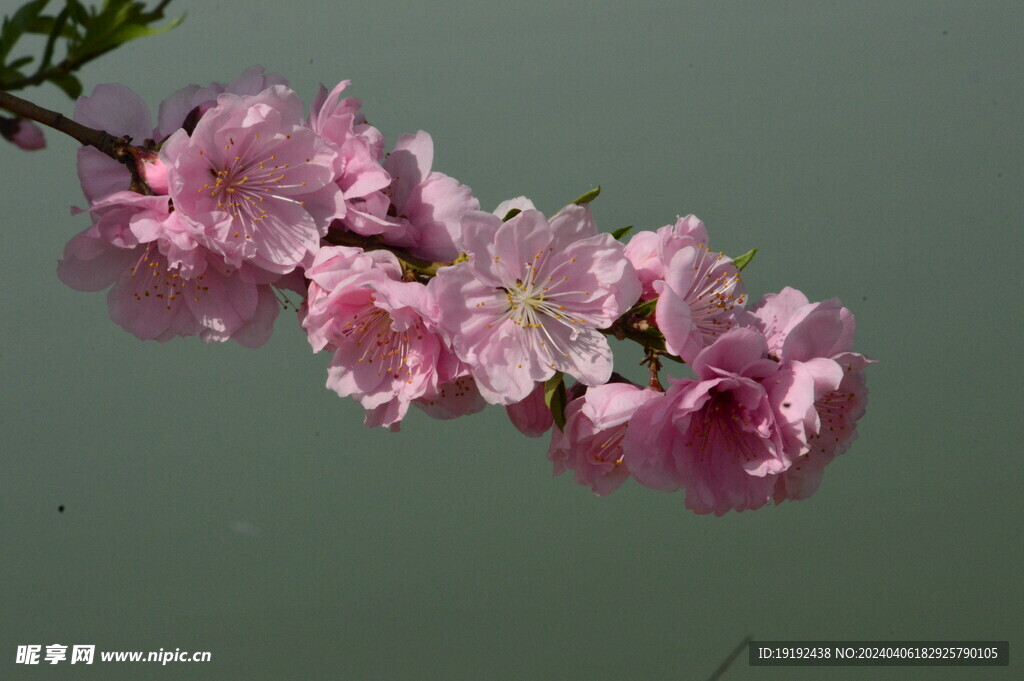 桃花 