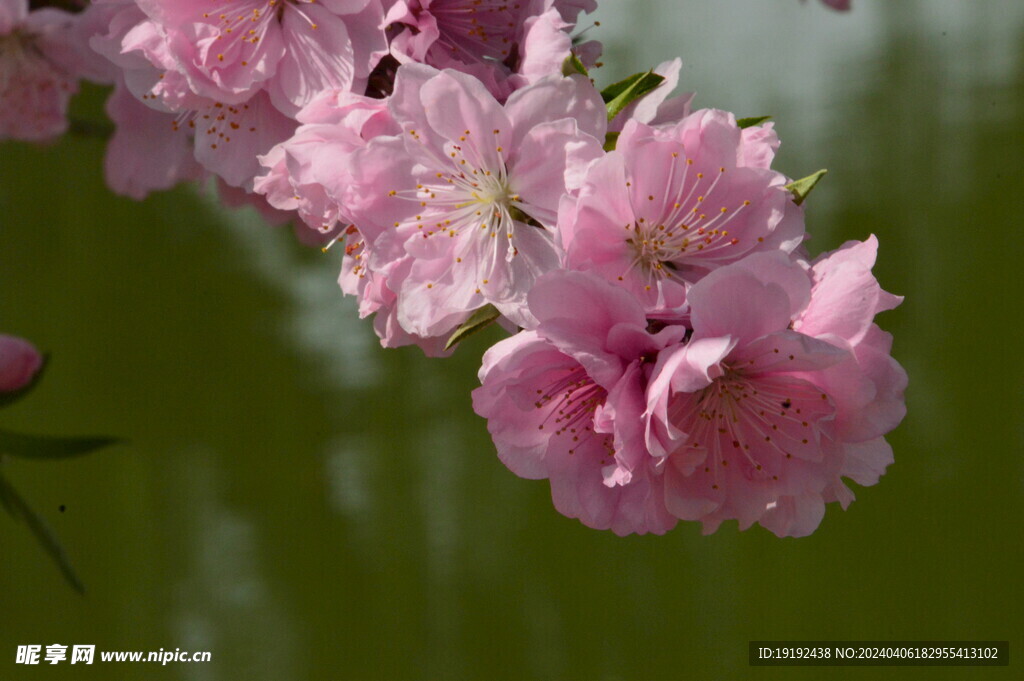 桃花