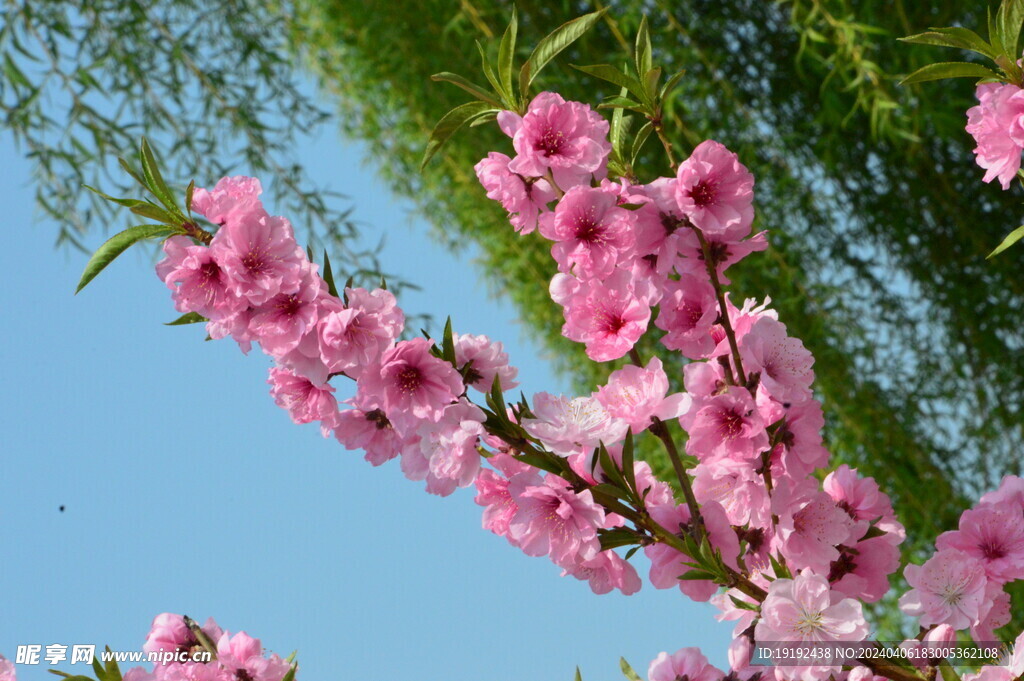 桃花 