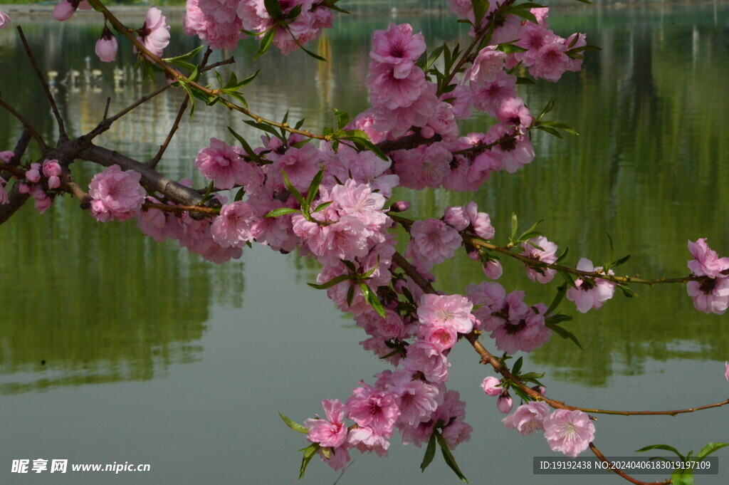 桃花  