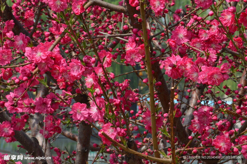 桃花  