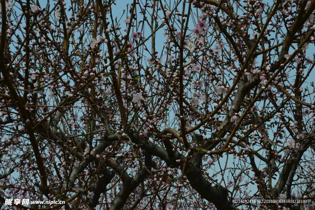 桃花  