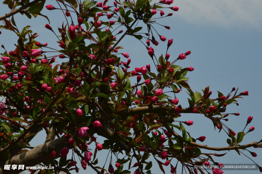 垂丝海棠花