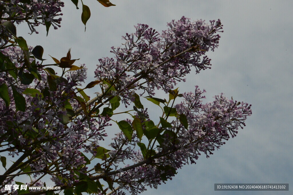 丁香花 