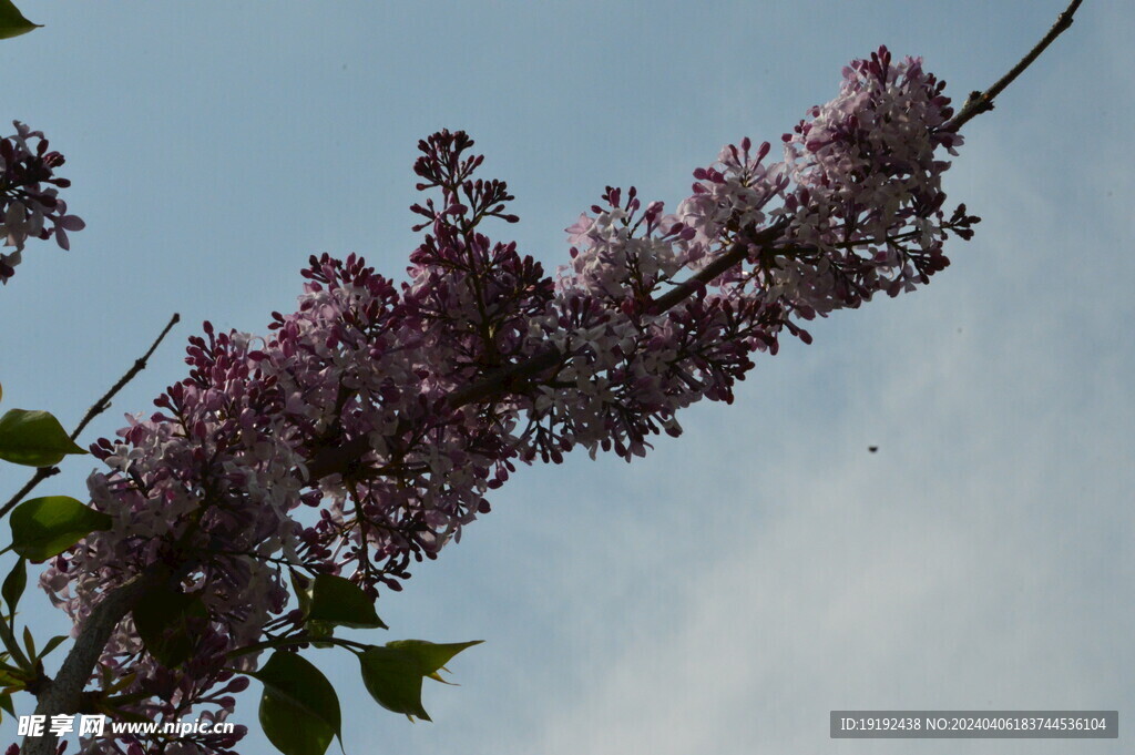 丁香花 