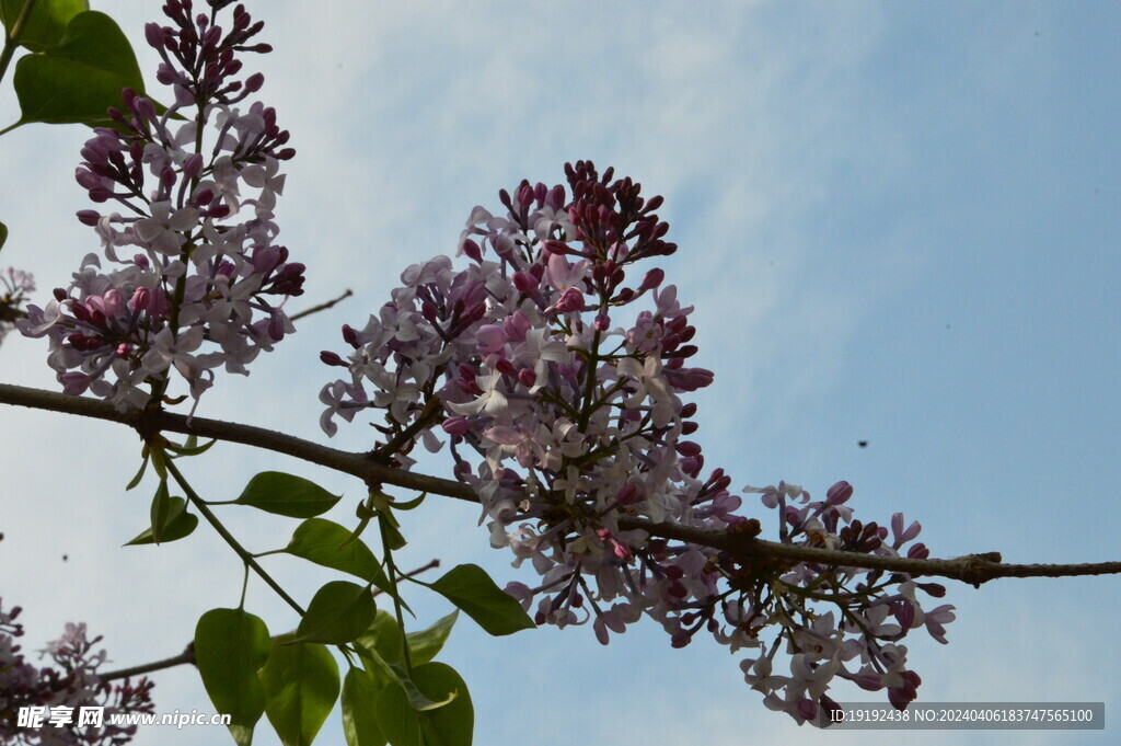 丁香花