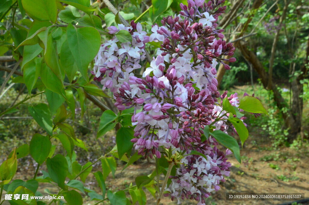 丁香花