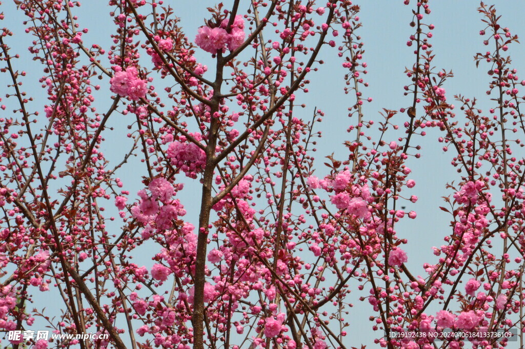  山樱花 