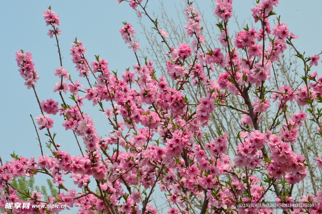 桃花