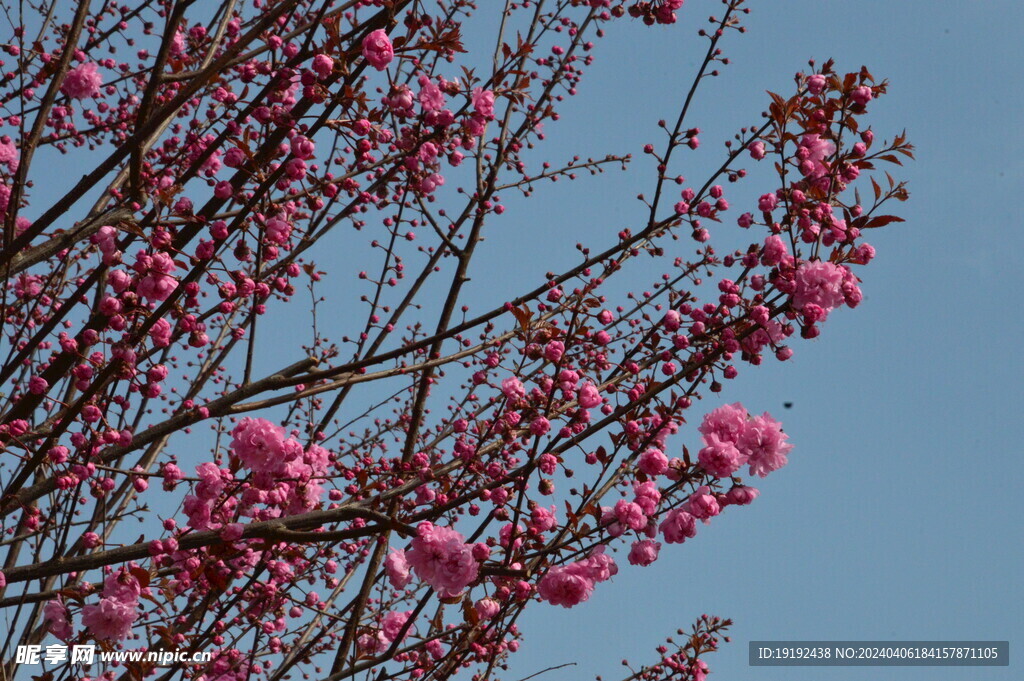  山樱花  