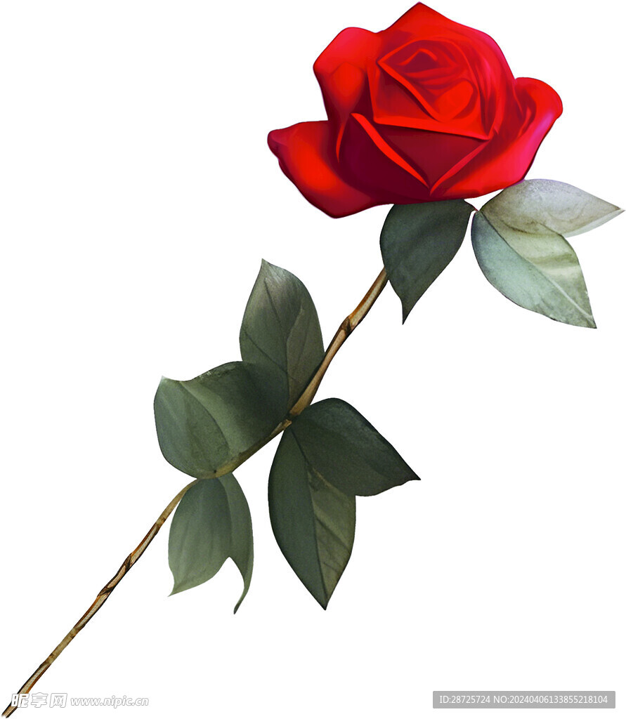玫瑰花