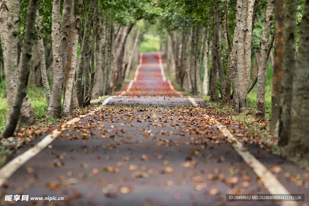 道路 树林