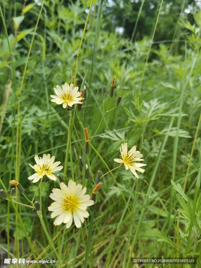 雏菊图片