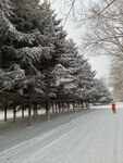 冬季雪景松树图片