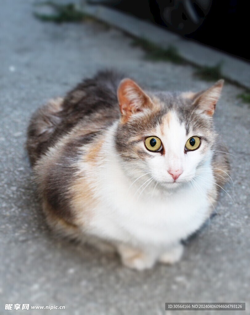 猫