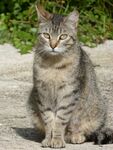 猫
