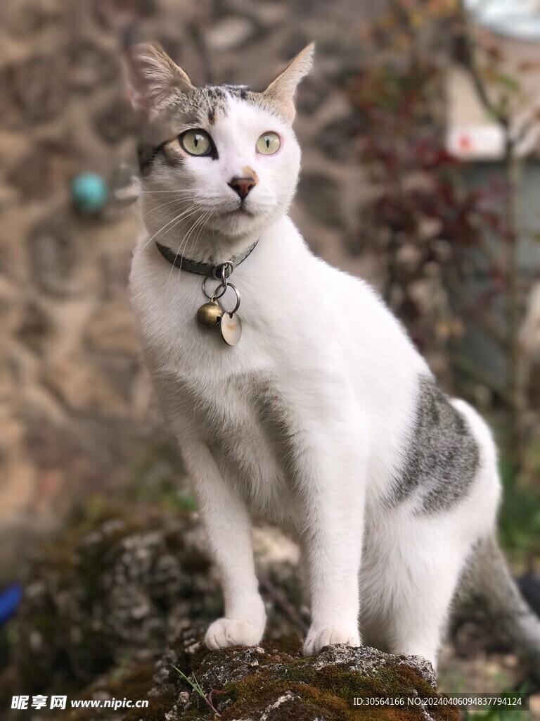 猫