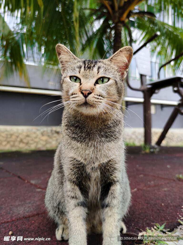 猫