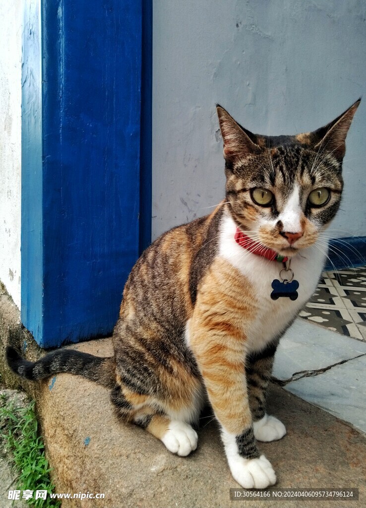 猫