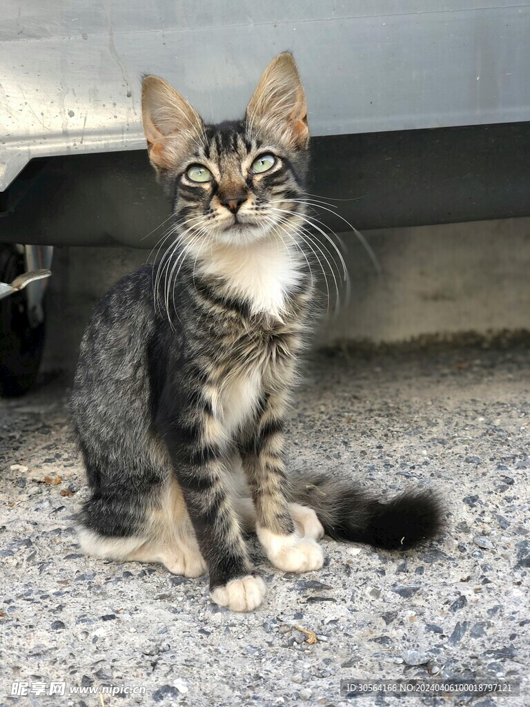 猫
