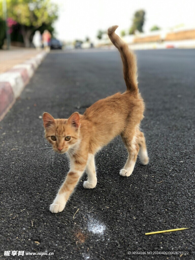 猫
