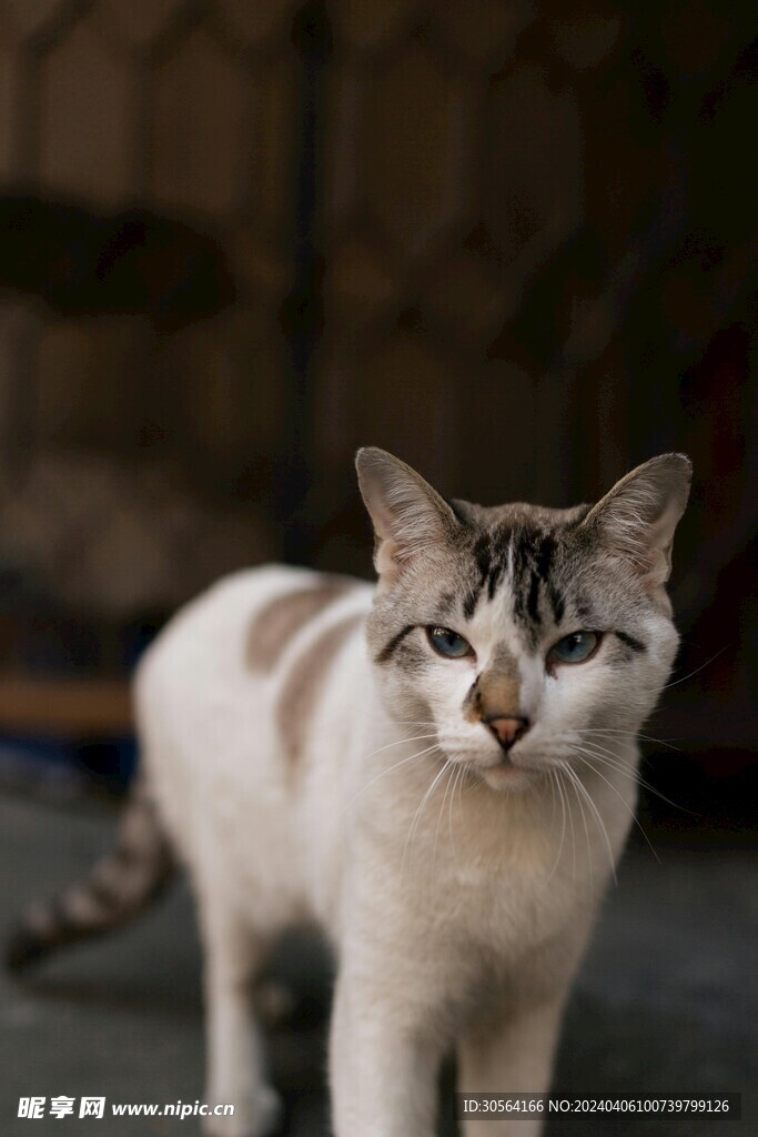 猫