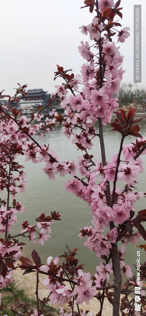 湖边的风景