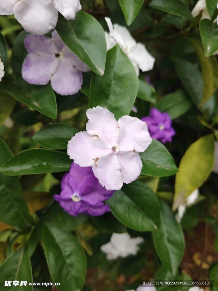 鸳鸯茉莉 