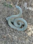石青蛇
