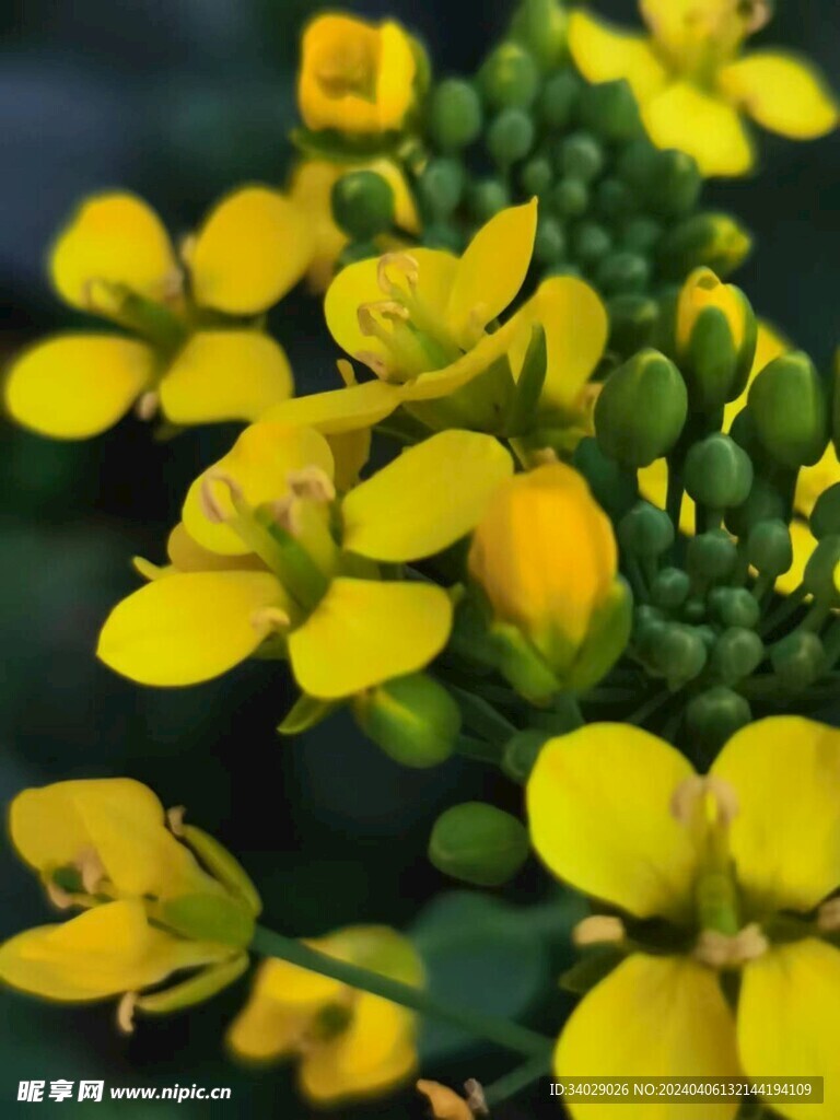 油菜花
