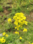 油菜花图片