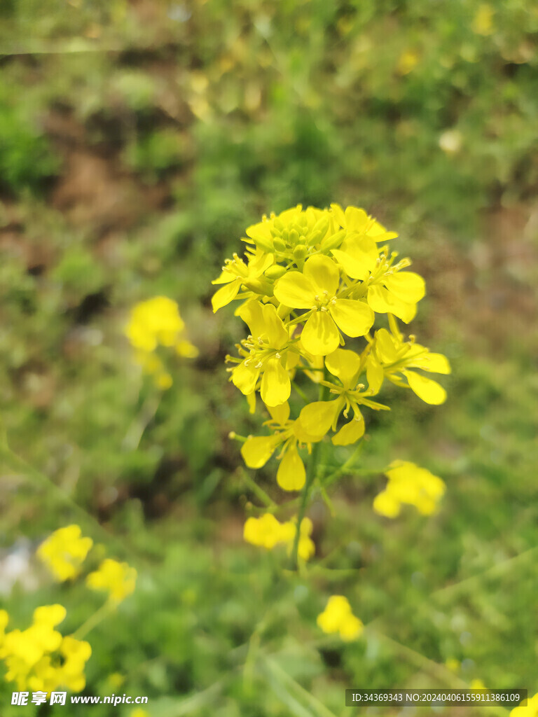 油菜花图片