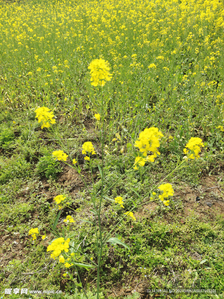 油菜花图片