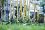 竹子 图片