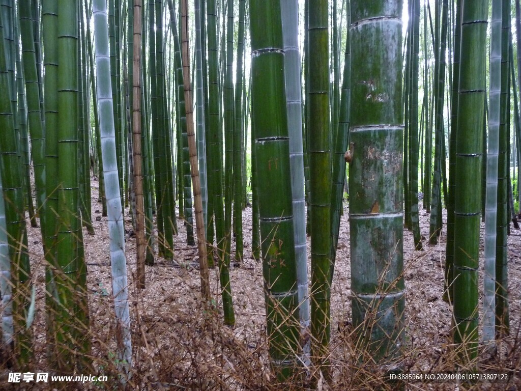 竹子 图片
