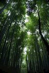 竹子 图片