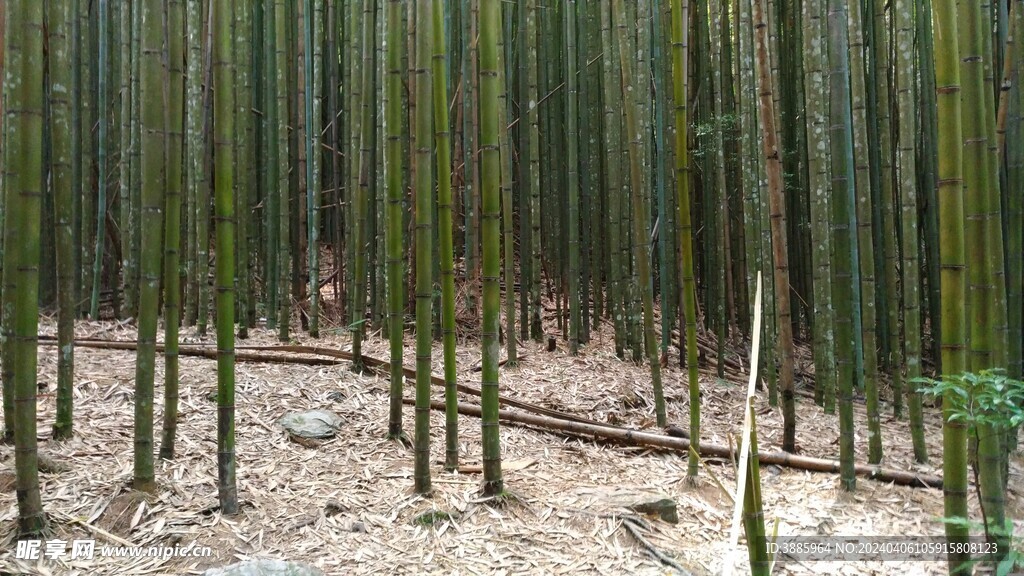 竹子 图片