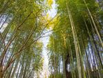 竹子 图片
