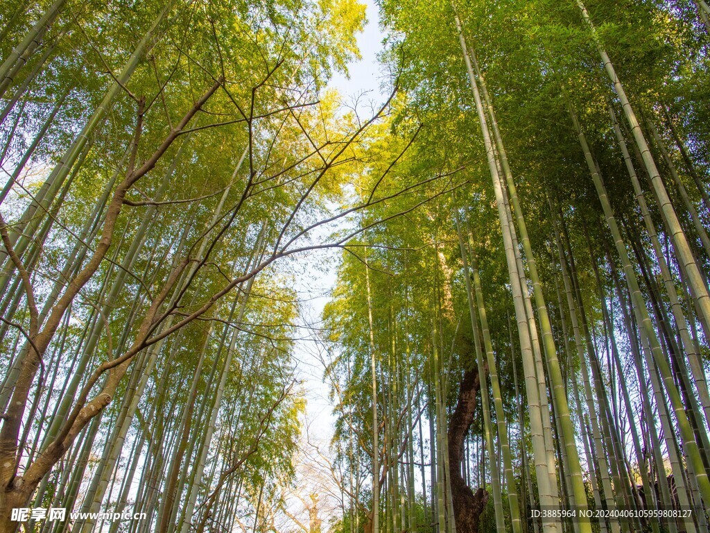 竹子 图片