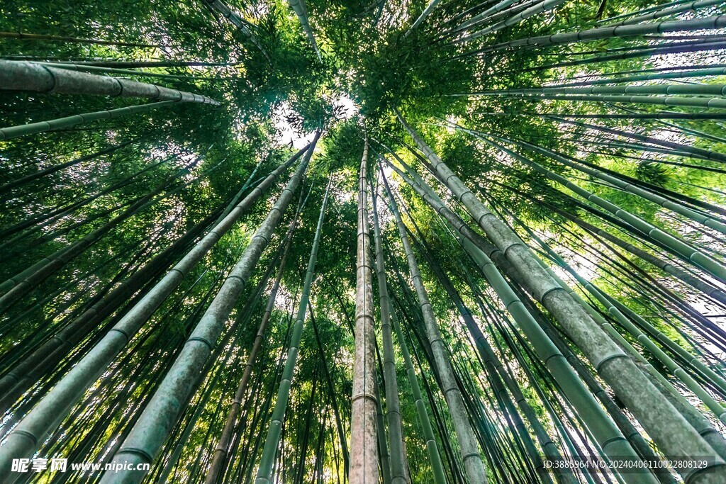 竹子 图片