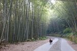 竹子 图片