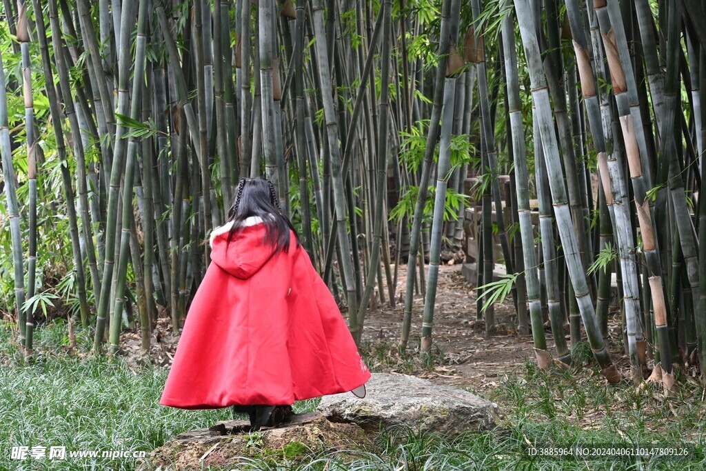 竹子 图片 