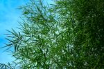 户外竹林竹子图片