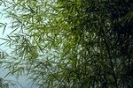 户外竹林竹子图片