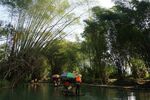 户外竹林竹子图片