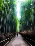户外竹林竹子图片
