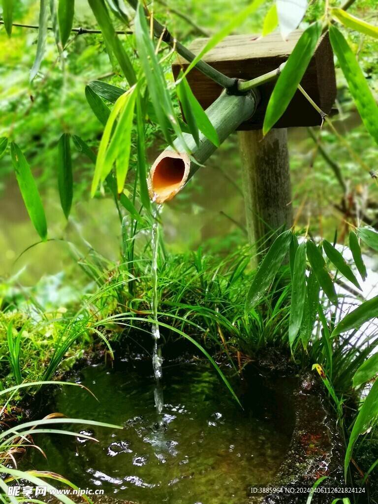 户外竹林竹子图片