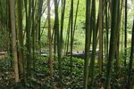 户外竹林竹子图片