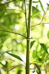 户外竹林竹子图片